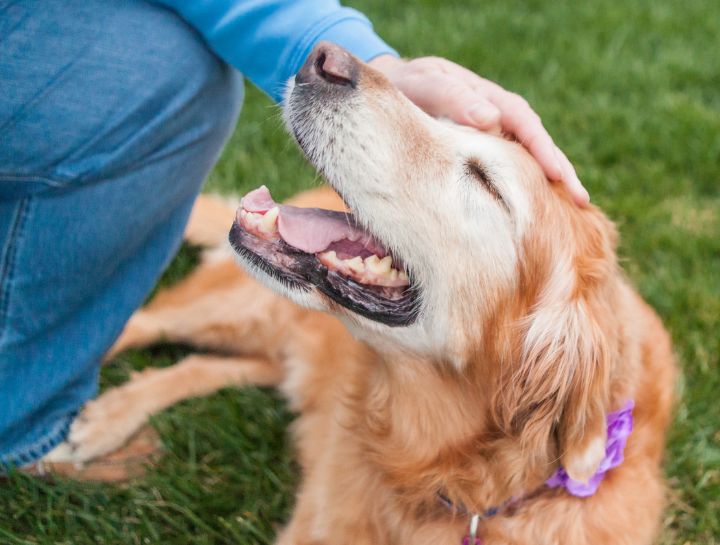 Senior best sale dog boarding