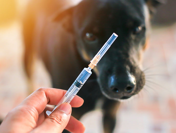 how often should a dog get blood work